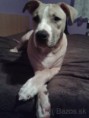 Darujem pitbula na stráženie