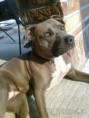Pitbull darujem